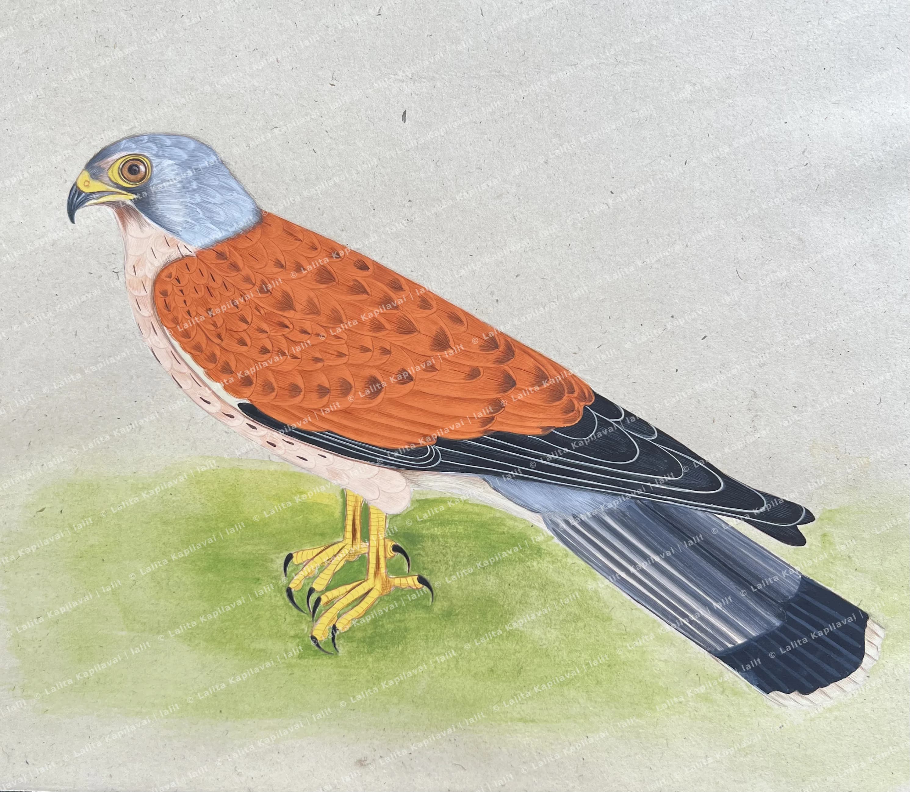 European Kestrel bird