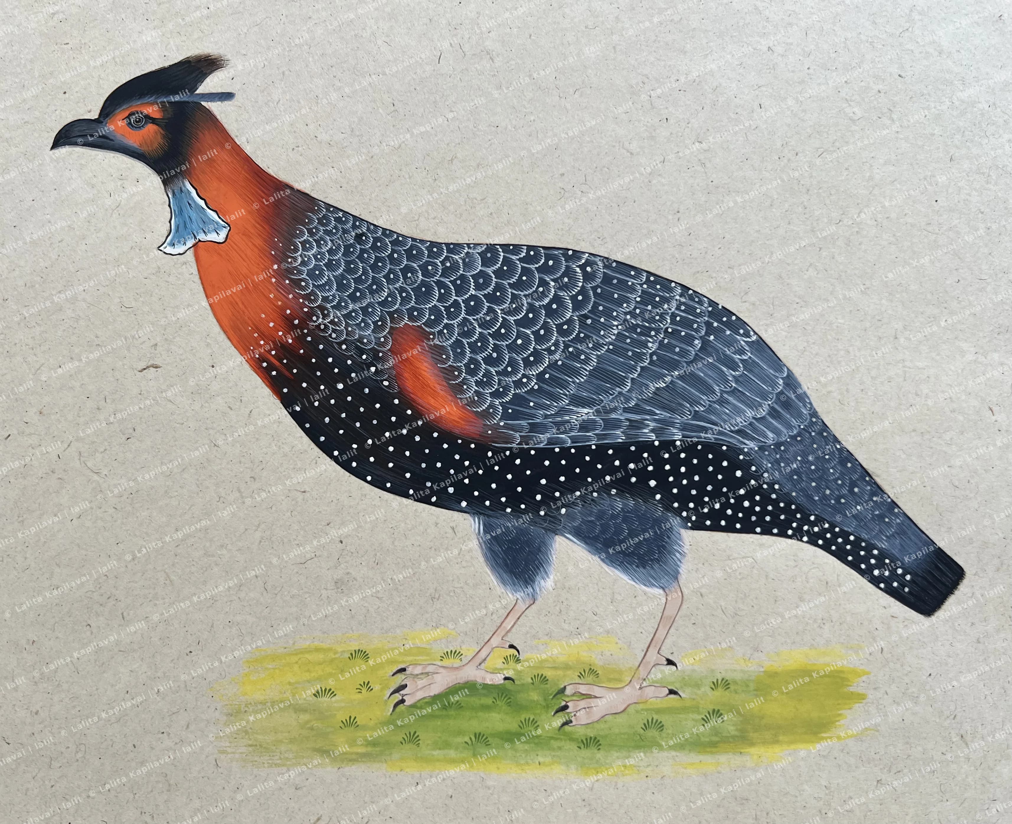 Western Tragopan