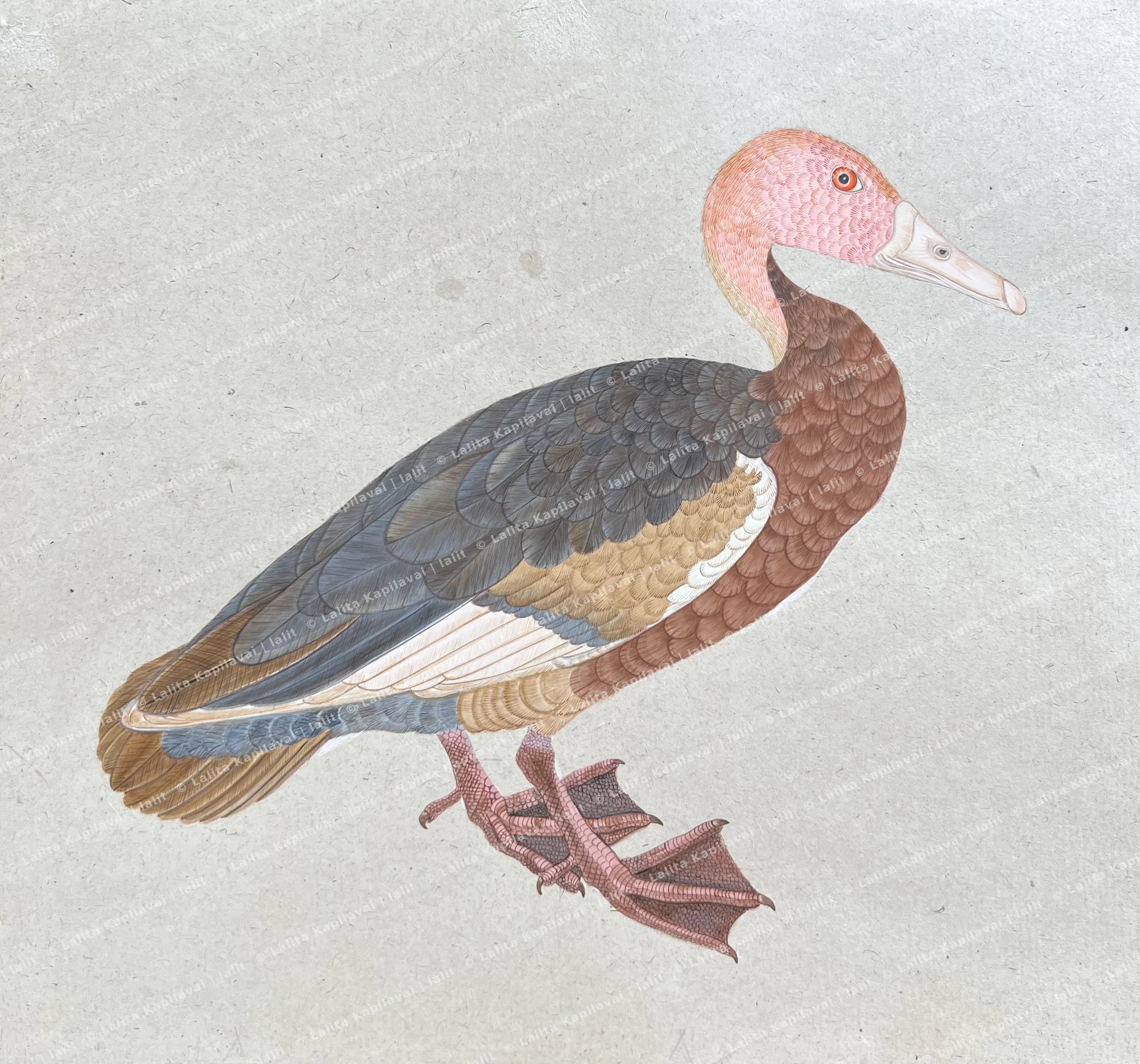 Dendrocygna bird